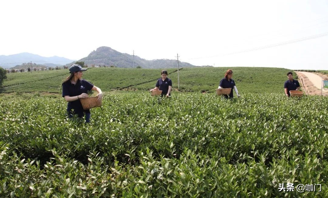 今年圣诞最出彩的节日特饮，来自这款绿色的茶