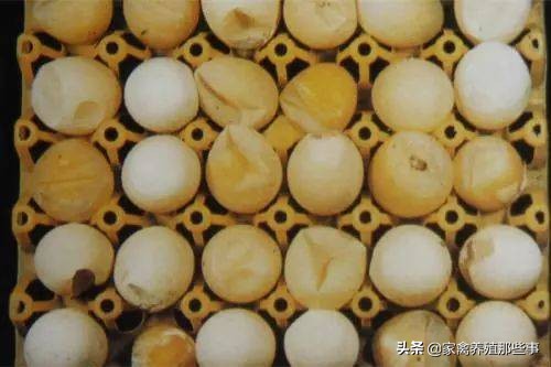 沙壳蛋最好的解决办法,母鸡下软壳蛋是什么原因怎么处理