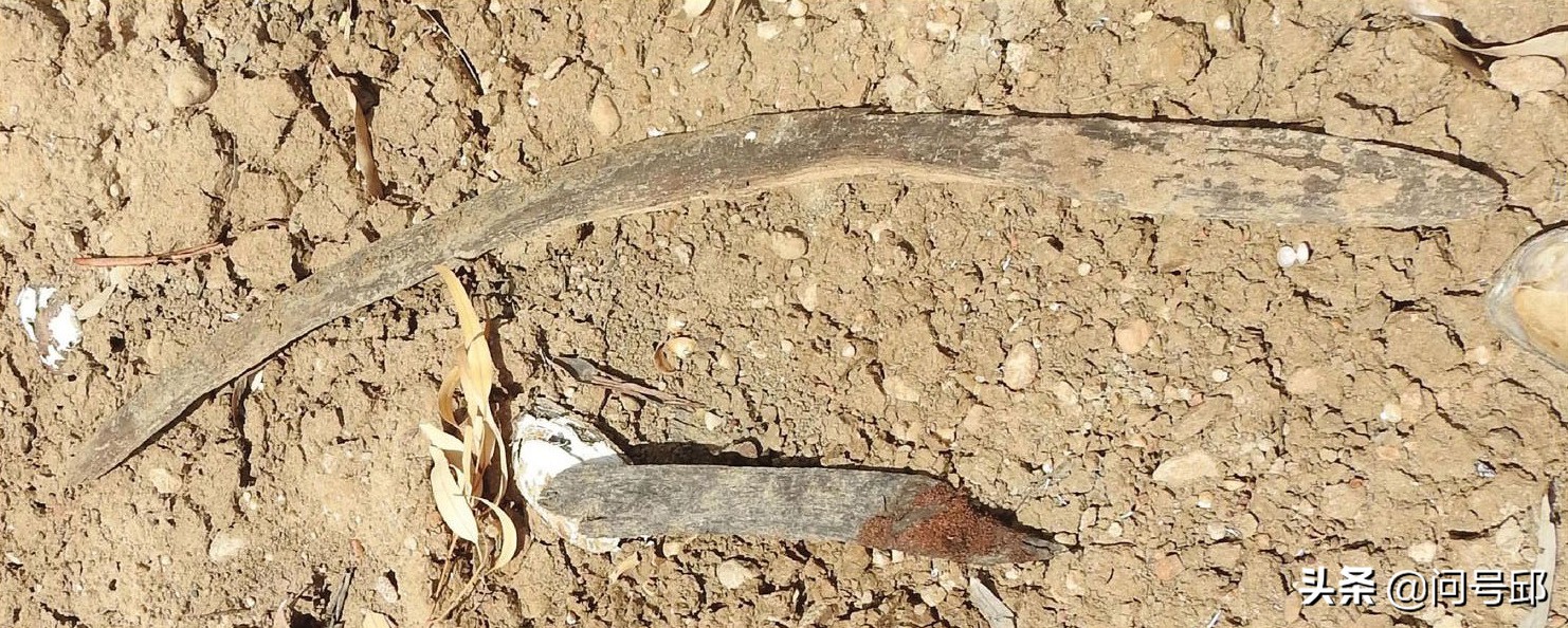 在南澳大利亚干涸的河床上,发现了5只不会返回的土著人的回力镖