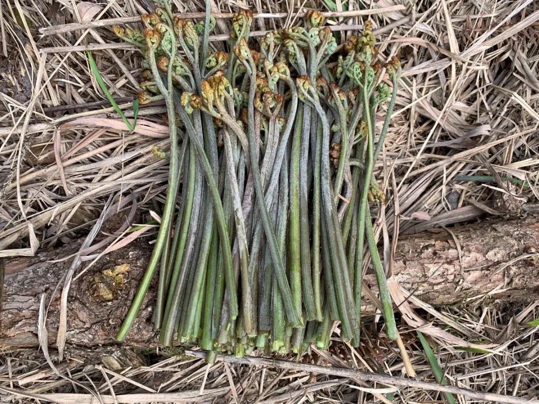 春林花多媚视频讲解,春林花多媚图片