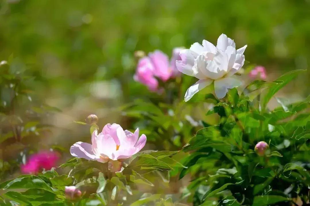 凉山州哪里可以赏花,西昌赏花攻略