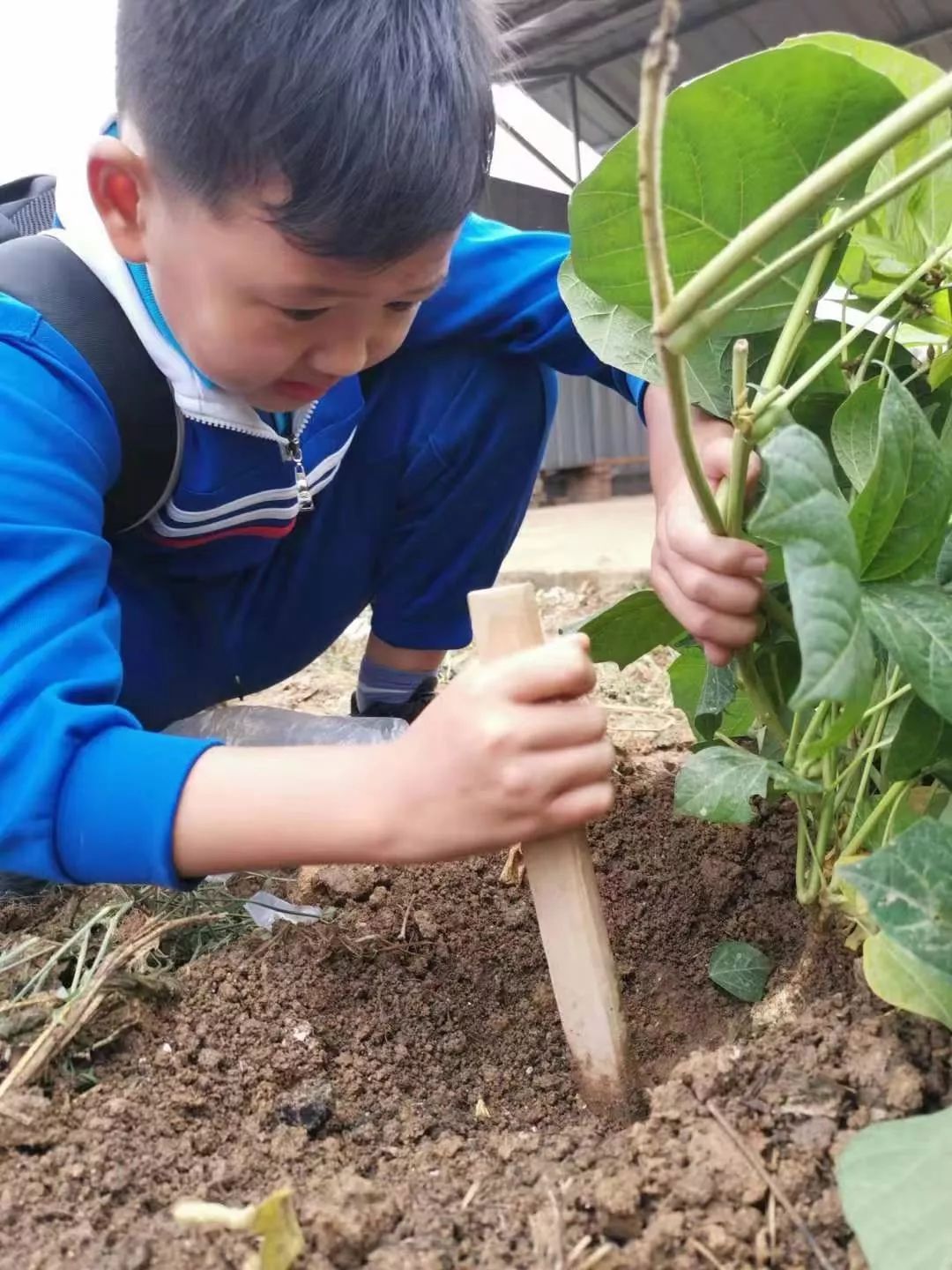 洋沙湖研学基地在哪里,洋沙湖岳阳研学