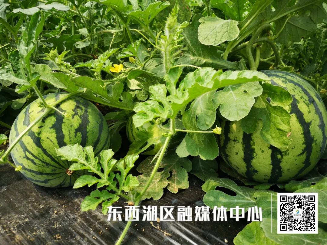 为“临”带货|我吃了,种草了!红透透的西瓜你值得拥有!