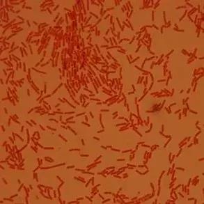 纯进口em菌种原种,台湾em复合菌种