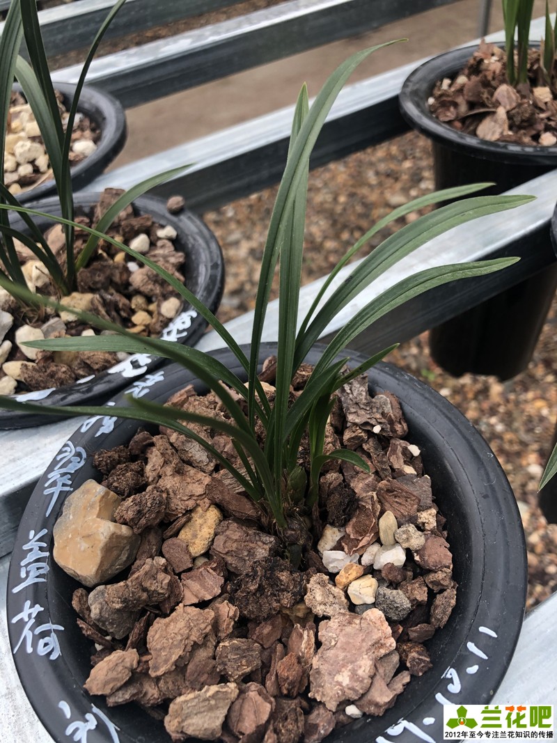 养兰花为什么“润”难掌握，如何找到润的平衡点，达到想要的润