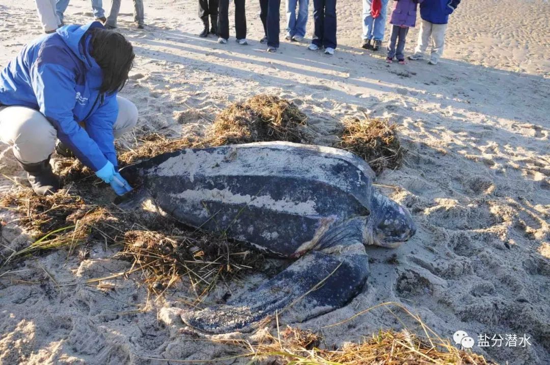 救助搁浅海洋动物,如果遇到海洋生物危险该怎么办