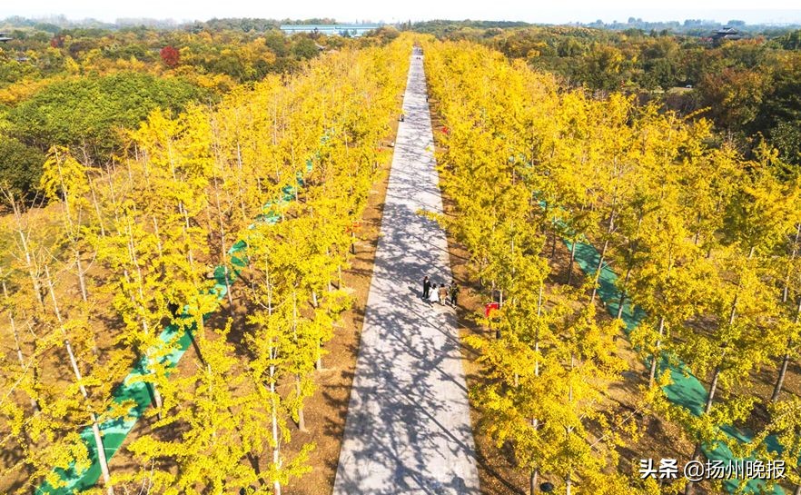 2018年冬天扬州赏花攻略,扬州11月秋景打卡地