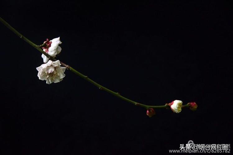 南京梅花山梅花开了吗,来南京梅花山赏梅花