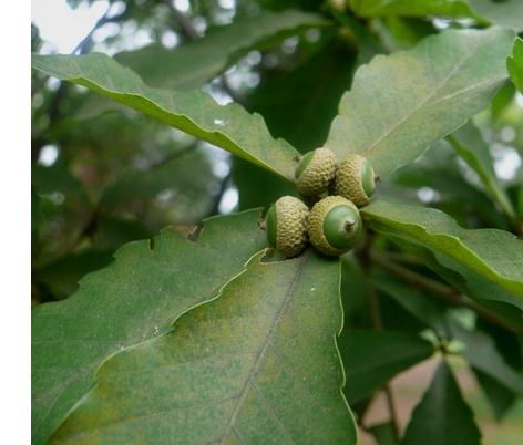 农村这种树比紫檀木还珍贵,农村这种树太值钱