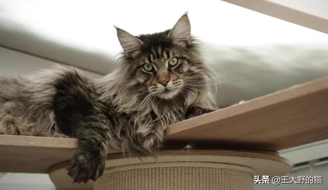 什么品种的猫猫最容易养,想养好可爱的猫猫