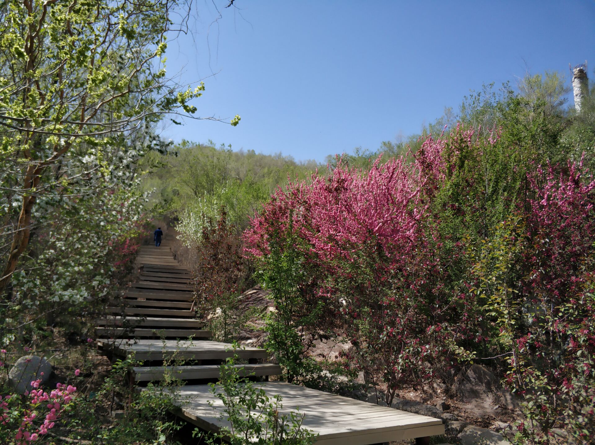 乌鲁木齐居然有这么漂亮的地方,乌鲁木齐周边森林公园在哪里