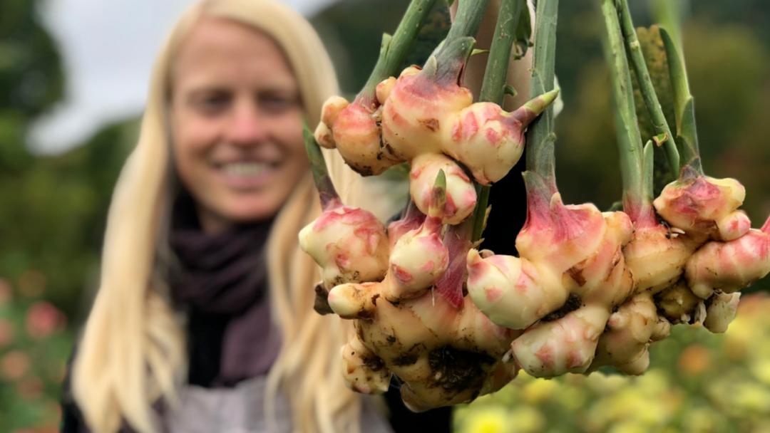 中国生姜在国外有多厉害,中国生姜在国外抢购