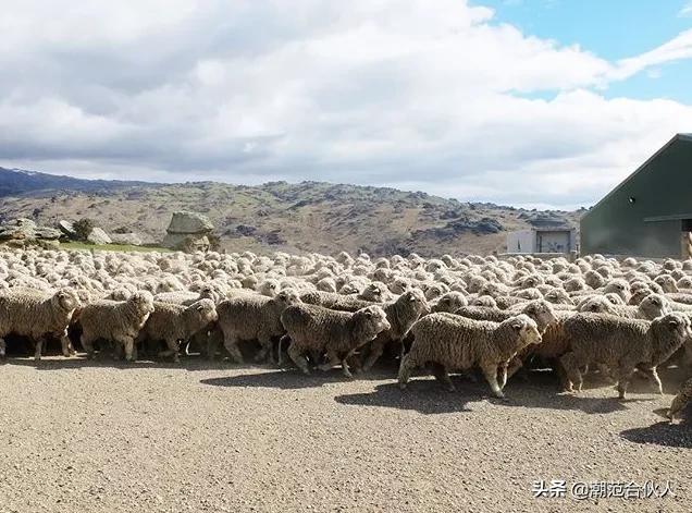 beamsssz哪里买,beamsssz购买渠道