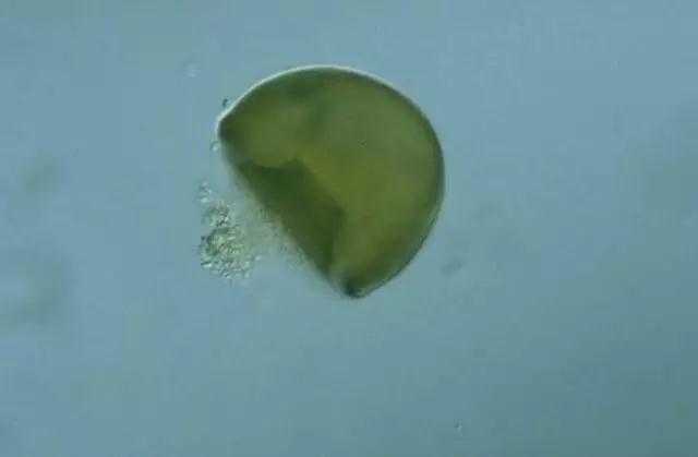 收藏!24种污水处理微生物菌相及指导意义,环保人必看(多图)