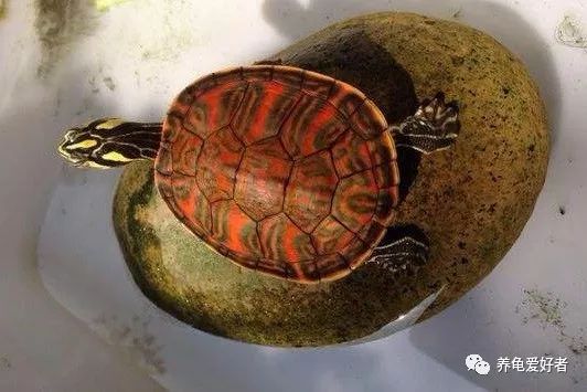 为什么养乌龟臭,乌龟腐皮怎么养