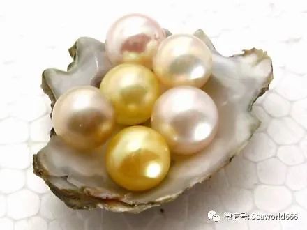 珍珠贝——用时间磨平伤痛，用温柔造就无双的美