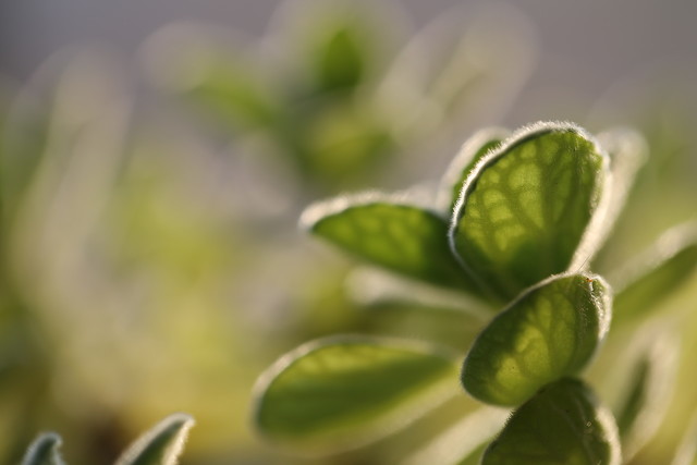 有没有什么大自然香味的香水,大自然清新的香水纯天然