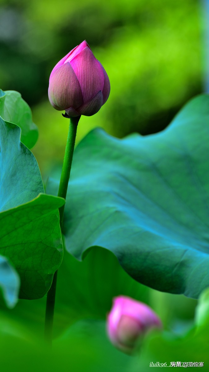 说说我用过的那些相机和镜头（3）：尼康篇