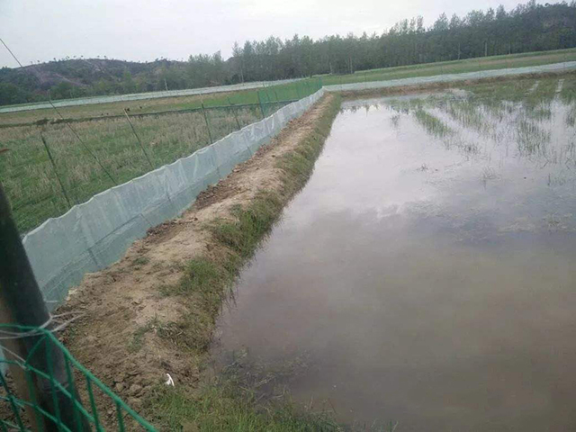 小龙虾不长个,养殖小龙虾不退壳怎么办