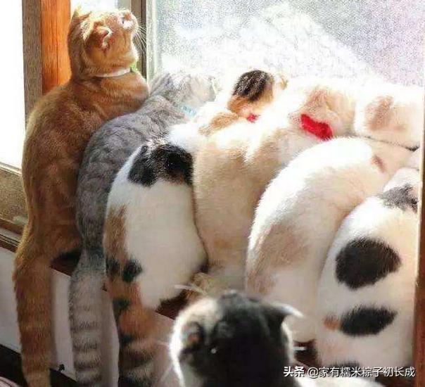 猫咪猫癣为什么反反复复,猫咪猫癣越来越多怎么处理