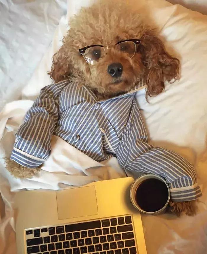 柴犬招财和可爱的小公主,柴犬萌萌