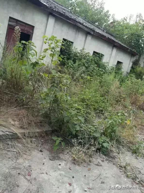 兴平40年前酒厂生产的酒，曾比西凤酒还受欢迎，你知道吗？