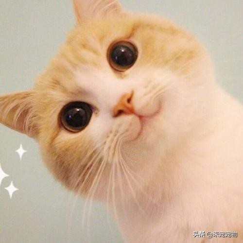 猫咪有一只耳朵很多黑色分泌物,猫咪耳朵褐色分泌物