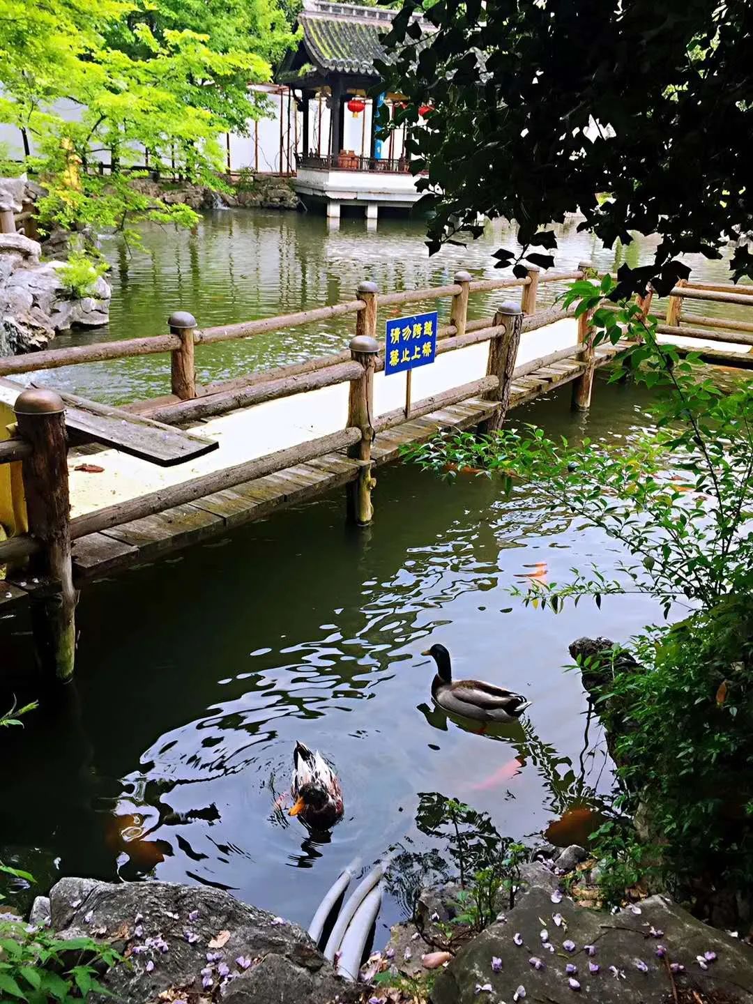 衢州为啥没有衢州鸭头,衢州鸭头不一样