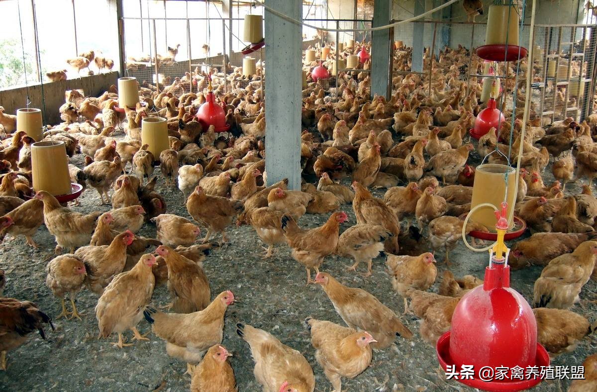 养鸡100万一亩利润,养鸡赚了20万一个月鸡舍烧了