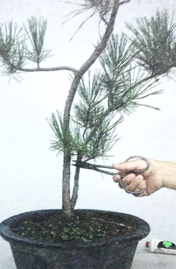 1000元左右黑松盆景,黑松基地黑松盆景