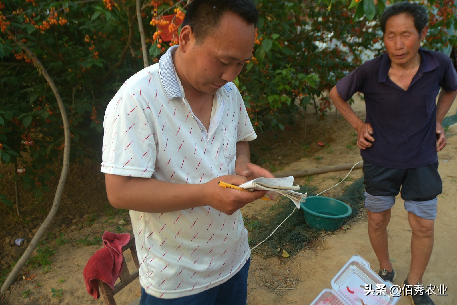 回乡创业种植樱桃,在农村种植樱桃还是在工厂上班好