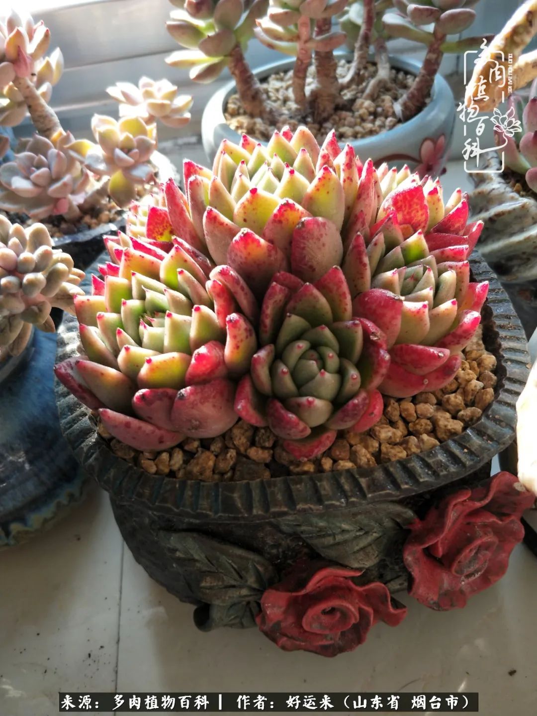 世上怎么会有这么可爱的生物,这世上怎么会有那么可爱的小可爱