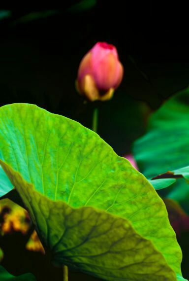 荷叶田田垂柳依依,荷叶田田杨柳依依