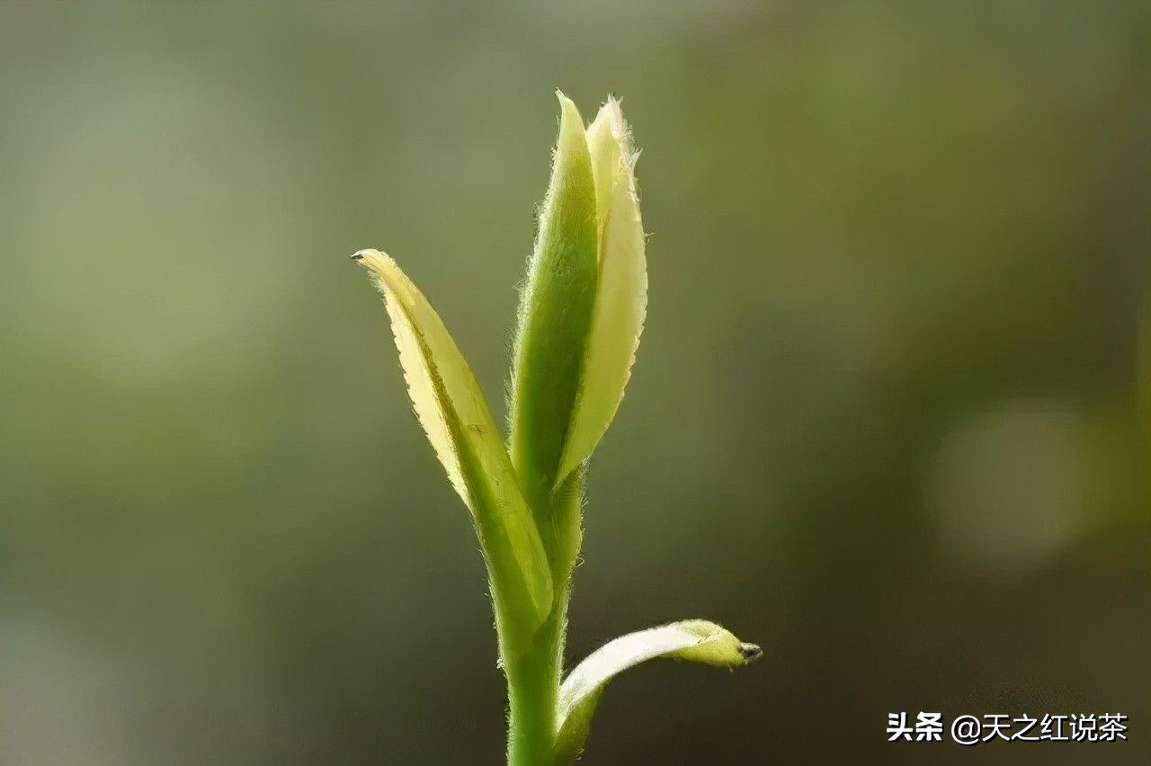 喝春茶的人生感悟,喝春茶的意境诗句