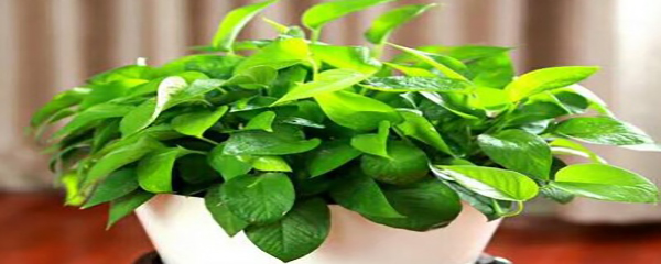 绿萝叶子发蔫补救方法,绿萝叶子蔫了怎么回事