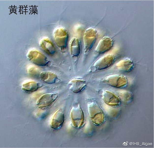 什么是藻类,什么是藻类菜