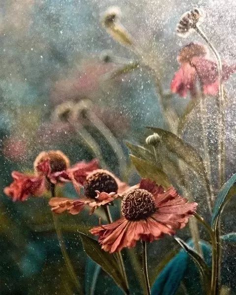 绝美花朵摄影佳作,波兰花朵摄影作品欣赏