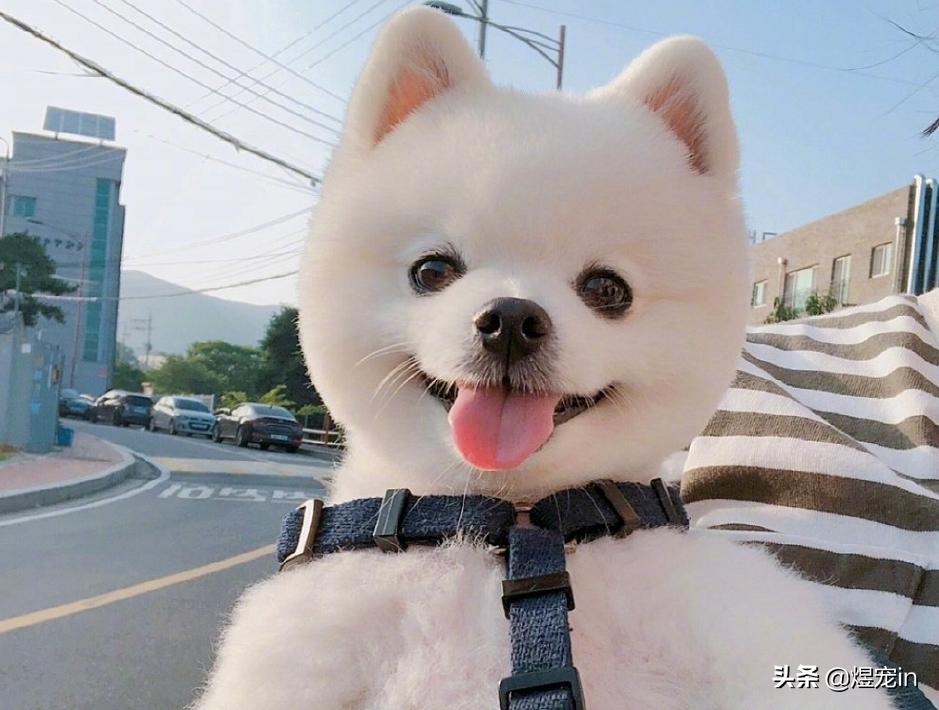 博美老是乱吃东西，这该如何是好？