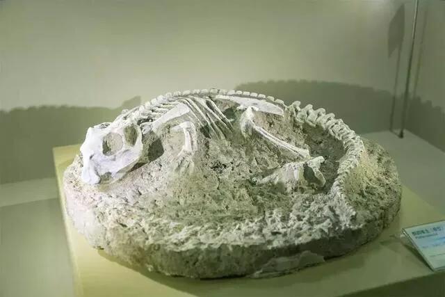 深圳适合小朋友好玩的地方推荐,深圳十个值得带孩子玩的地方