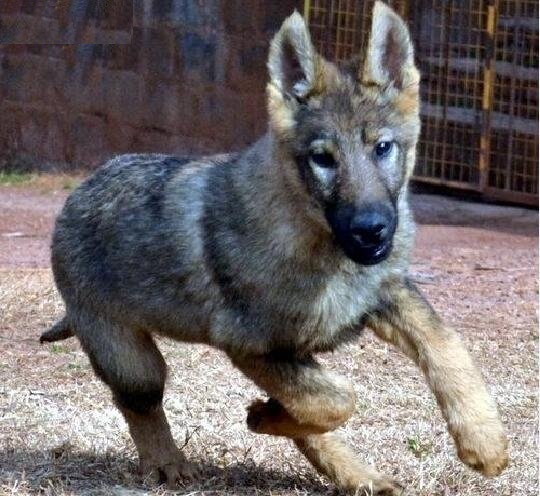 在你挑选昆明犬幼犬外貌时，你应掌握这些常识