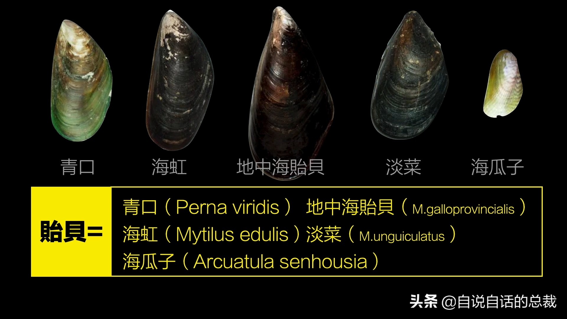 海鲜蛤蜊与蛤蜊区分,蛏子与小人蚬的区别