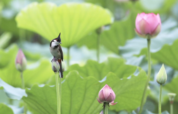鸟中“C罗”来了！据说是西湖最酷的仔
