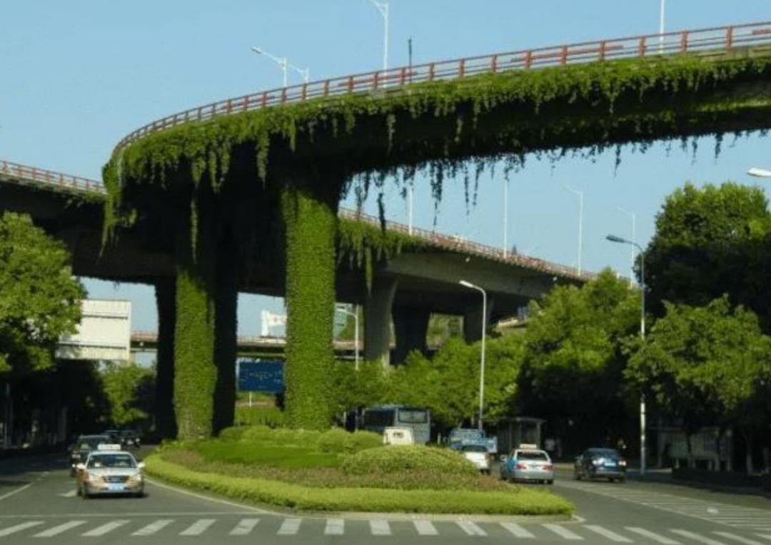 为什么城市高架桥下都要种爬山虎,我国高架桥为什么种爬山虎
