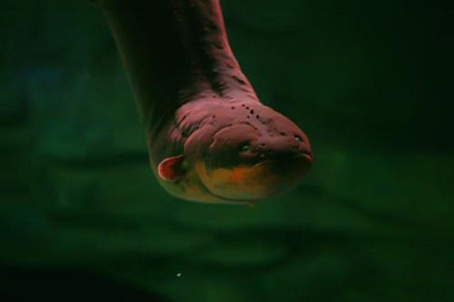 亚马逊最大电鳗的杀伤力,亚马逊新型电鳗