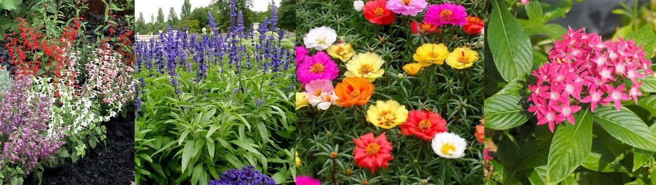 适合室内不怕晒的植物,适合潮湿环境养的植物