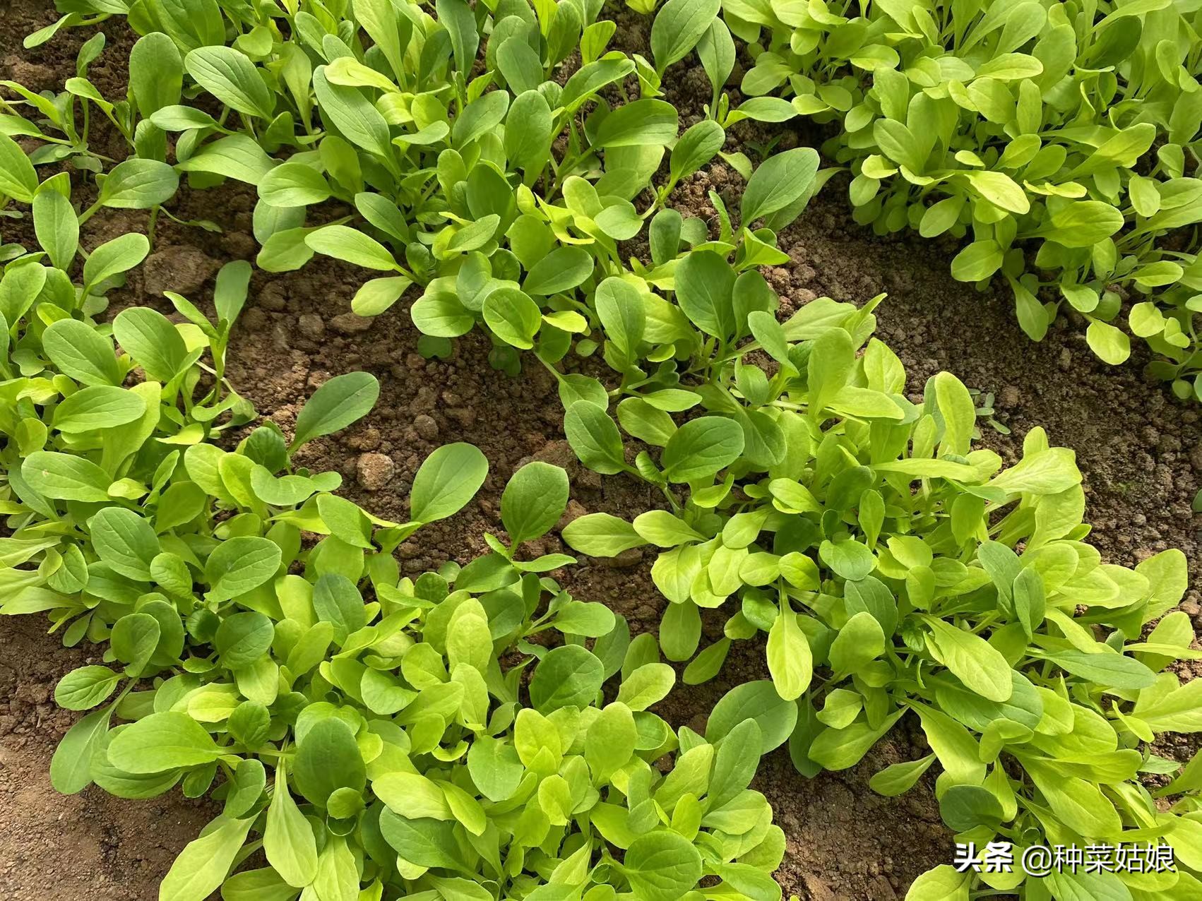 地温过高种叶菜黄叶怎么办,叶菜黄叶快速变绿用什么办法