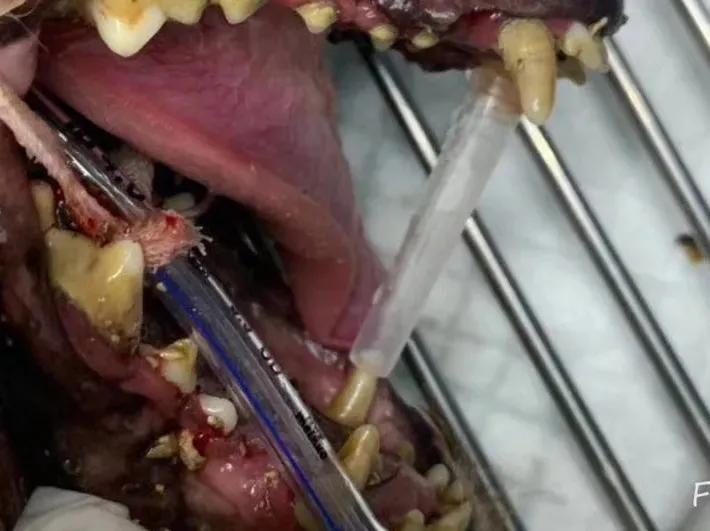 猫咪长蛀牙怎么办,猫咪蛀牙治疗费用