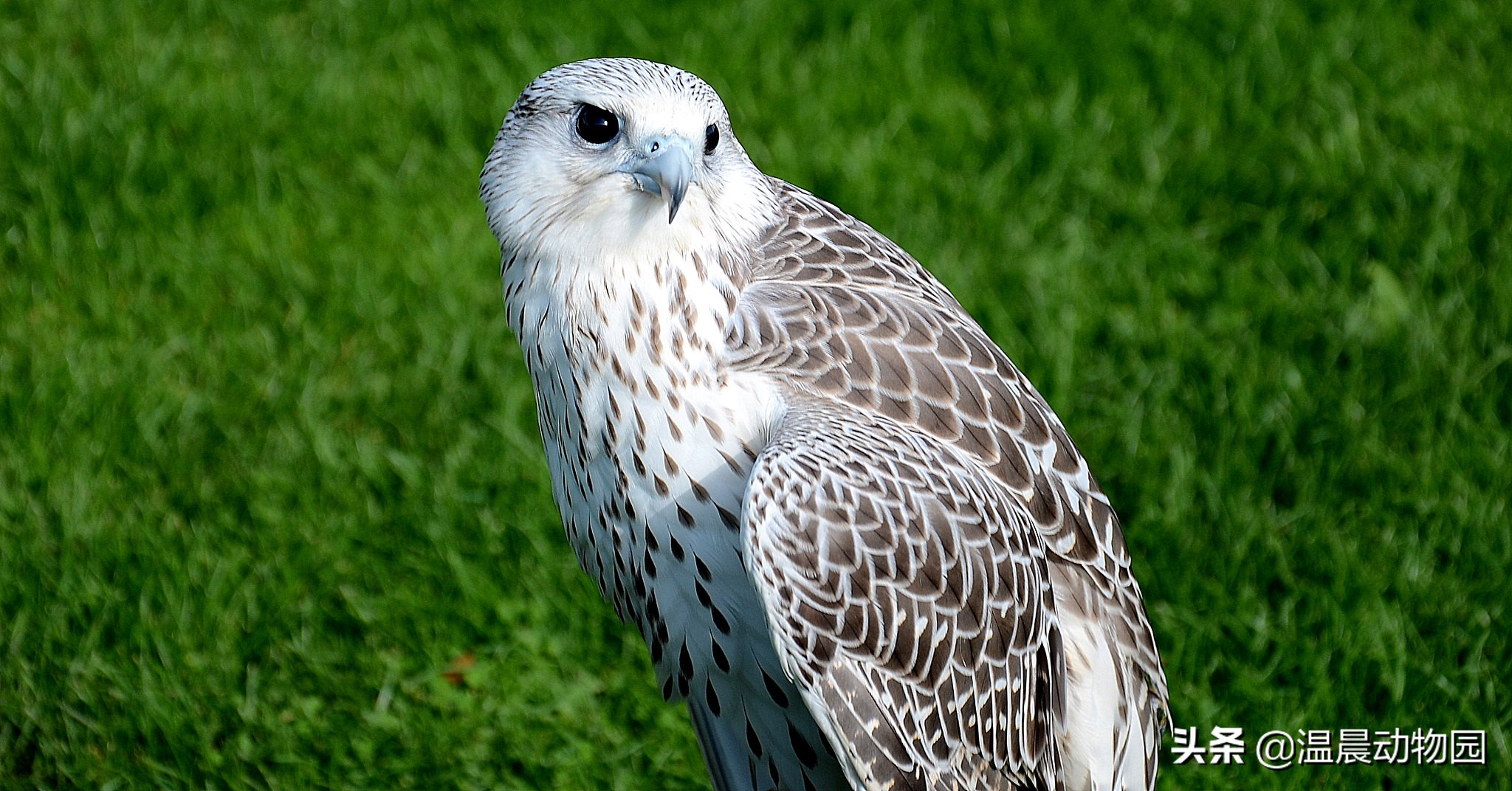 为什么海东青被称为神鸟,海东青是天空中的无敌王者吗