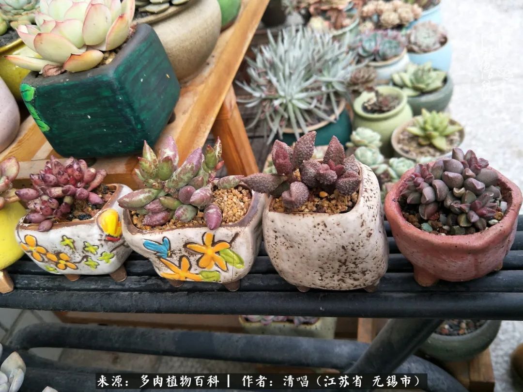 多肉植物百科好看又好养的多肉,喜欢多肉的朋友欢迎光临多肉园艺