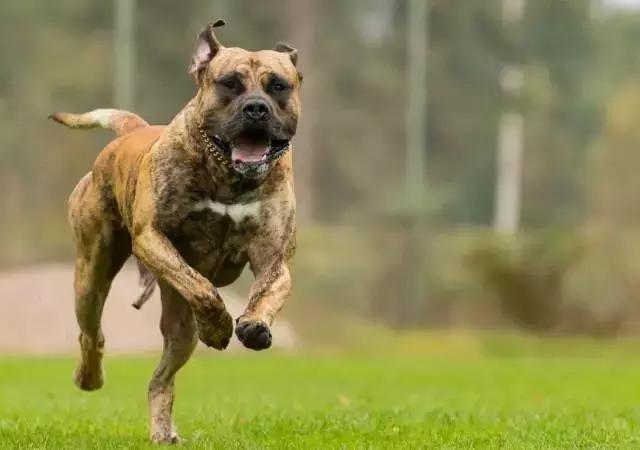 危险分子猛犬暴徒—加纳利，请你低调